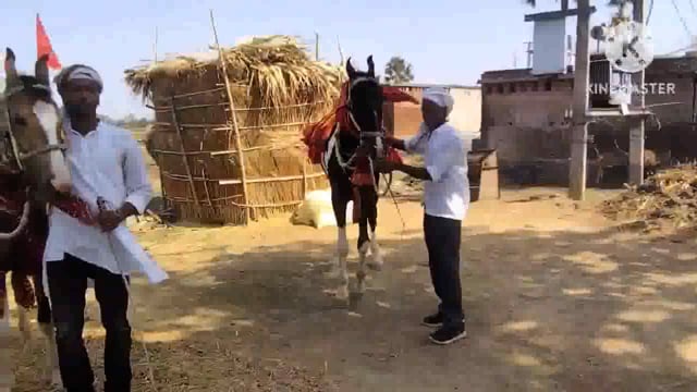 पथड्डा पं० के लौढ़िया गांव में गाजे-बाजे,भव्य झांकी, घोड़े के साथ श्रीराम महायज्ञ को लेकर निकाली गई भव्य कलश शोभायात्रा