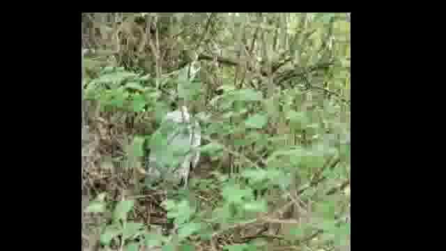 तीवटग्याळ येथील मानमोडी नदी जवळ एका अनोळखी इसमाने गळफास लावून केली आत्महत्या