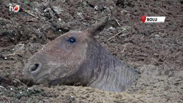 Gübreye Batan Yılkı Atının Zor Anları