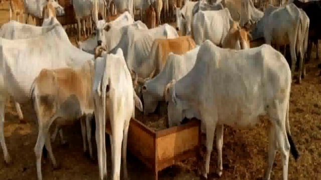 बैलवन गौशाला में छत पर मिला कर्मचारी का संदिग्ध परिस्थितियों में शव