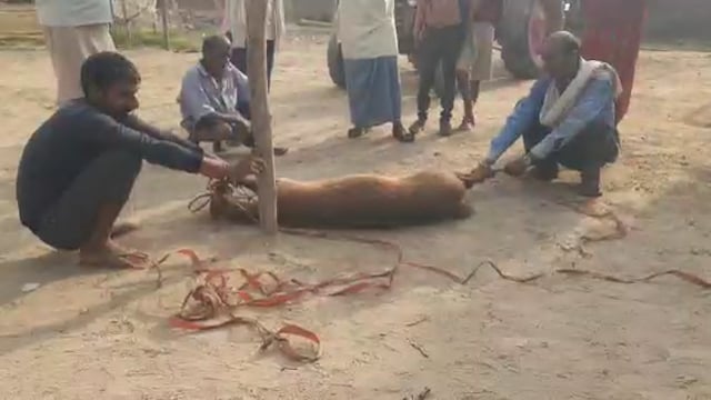 ग्रामपंचायत चौखडिया मे कुत्तो के हमले से हिरन हुआ घायल 