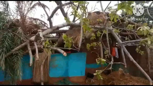 बुधवार की आधी रात आए आंधी और पानी से एक बड़ा पेड़ टूटकर घर पर गिरने से घर पूरी तरह हुआ क्षतिग्रस्त
