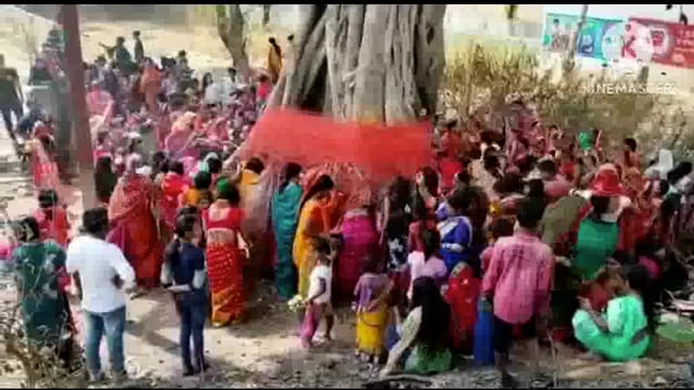 सूरजगढ़ा-सुहागिन महिलाओं ने वट वृक्ष के नीचे बैठकर अपने पति की लंबी आयु के लिए की पूजा अर्चना