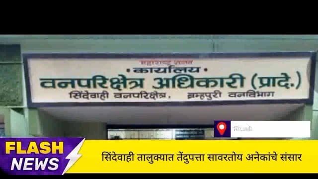 सिंदेवाही तालुक्यातील बेरोजगार युवकांचे तेंदुपत्ता सावरतोय अनेकांचे संसार. 