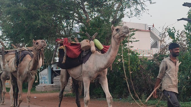 गर्मी के शुरू होते ही चारे की तलाश मे रेगिस्तान का जहाज छत्तीसगढ़ की और कर रहे पलायन,