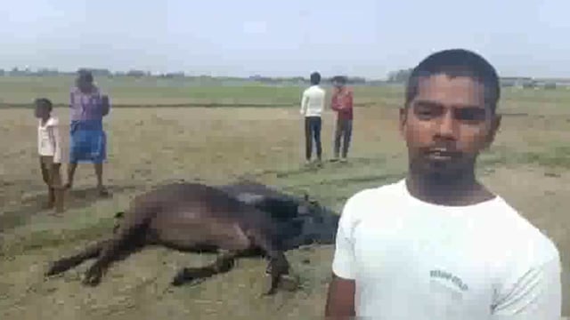 प्राकृतिक बिजली गिरने से तीन भैंस की मौत, मृत भैसों को देखने उमड़ा जनसैलाब