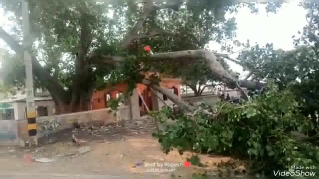 सिरदला प्रखंड के महिमा नगर में महादेव मठ मंदिर के समीप  पेड़ की टहनी गिरने से 4 लोग हुए जख्मी