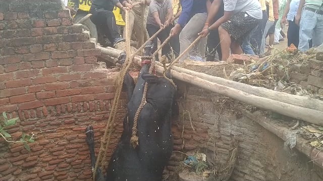 बाबरपुर के मोहल्ला अंबेडकरनगर में बने  जर्जर कुएं में गिरा आवारा गोवंश पुलिस व फायर ब्रिगेड ने मौके पर पहुंचकर बचाई जान