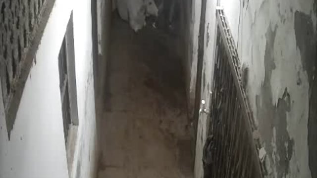 कोतवाली पट्टी क्षेत्र में पशु तस्करों का आतंक, रात्रि में घर से गाय को खोलकर गाड़ी में लादने का वाक्या कैमरे में कैद
पुलिस जाँच पड़ताल में जुटी