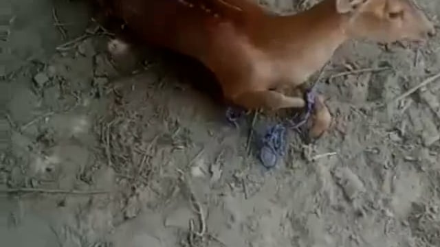 गौहानी गांव में पानी की तलाश में भटक रहे हिरण पर आवारा कुत्तों ने हमला कर दिया घायल समाजसेवी ने बचाई जान