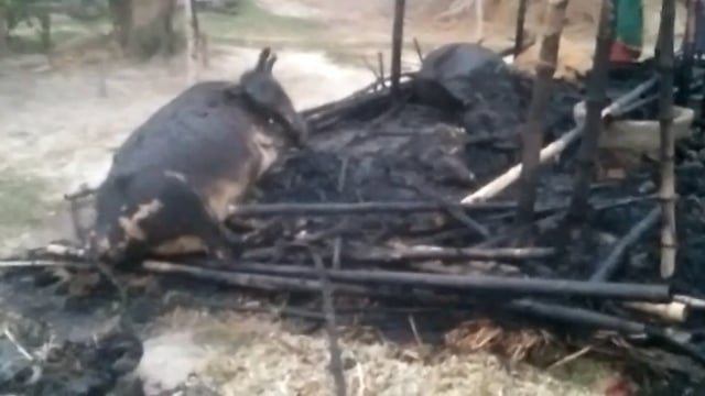 बाघराय थाना क्षेत्र के कजियाना देवरपट्टी ग्राम सभा ने पशुशाला में आग लगने से तीन मवेशियों की जलकर हुई मौत।