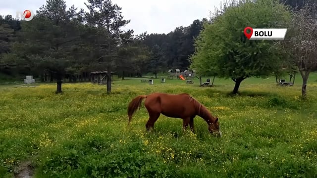 Abant Gölü Milli Parkı Çiçek Bahçesine Döndü