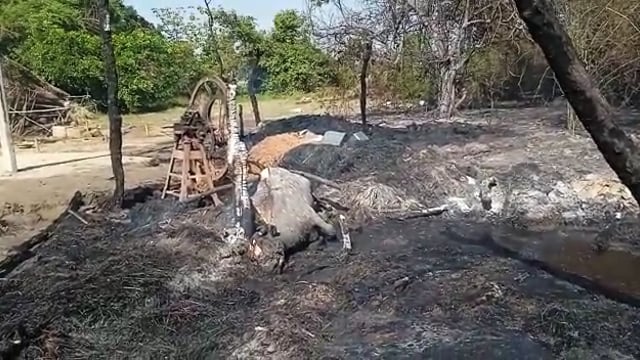 अज्ञात कारणों से लगी आग 2 भैंस 1 गाय 1 पड़वा जले एक भैंस की हुई मौत