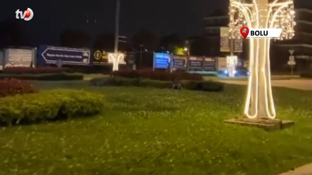 Şehir Merkezinde Tilkileri Gören Şaşkına Döndü