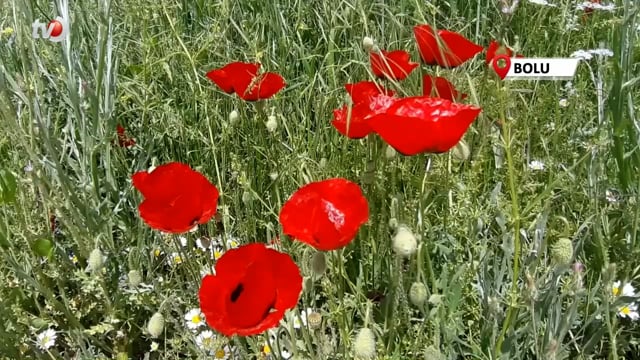 Yağmurdan Sonra Açan Çiçekler Görsel Şölen Oluşturdu