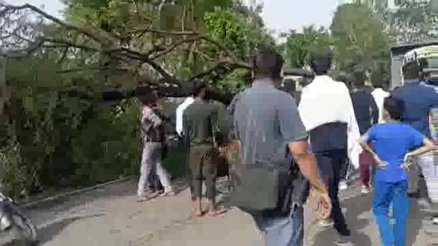 हाथरस मथुरा मार्ग पर ग्राम भुड री के निकट आंधी में टूटा पेड़: दोनों और वाहनों की लगी कतार