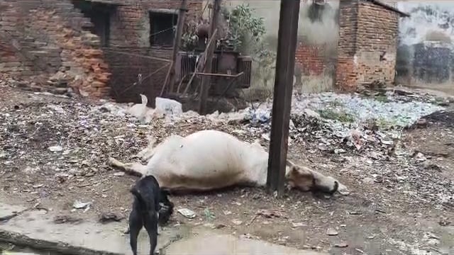 बिजली की चपेट में आने से हुई गाय की मौत। मामला संग्रामगढ़ सामुदायिक स्वास्थ्य केंद्र के बगल का।