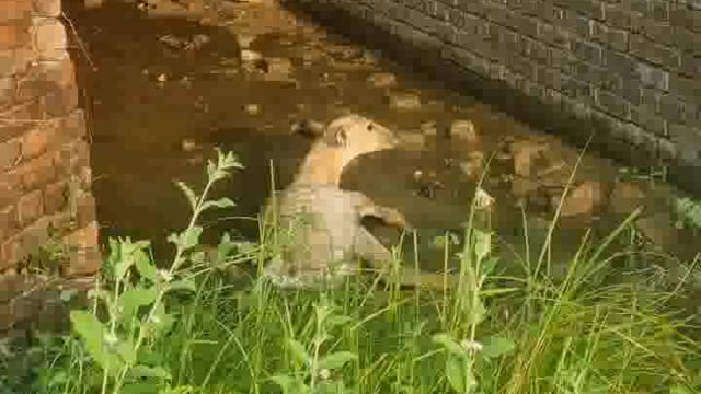 इटवा डुमरियागंज मार्ग के चौधरी ढाबा के पास घायल अवस्था में मिला नील गाय का बच्चा स्थानीय लोगों ने पुलिस को दी सूचना