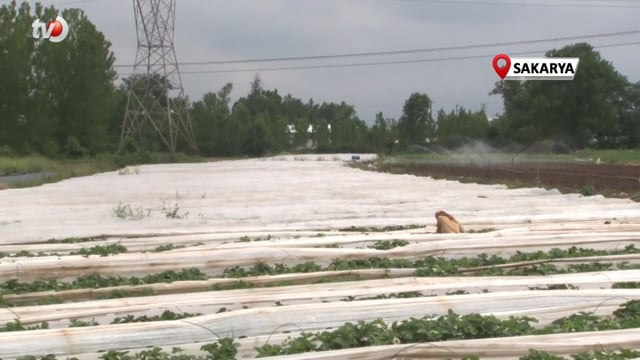 O Topraklarda Artık Çilekte Yetişiyor