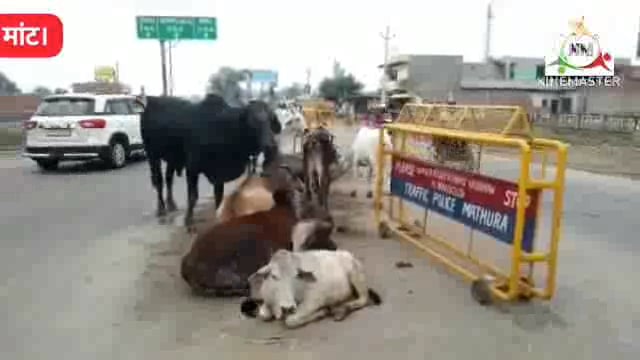 पानीगांव के समीप सड़क पार करते सांड को अज्ञात वाहन ने मारी जोरदार टक्कर, गम्भीर रूप से घायल हुआ सांड।