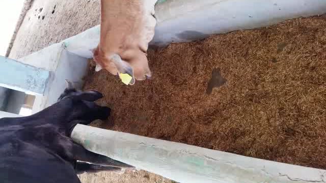 ब्लाक सांगीपुर के देवरी गौशाला में गौवंश गड्ढे में गंदा पानी पी रहे, सड़ा भूसा खाने को विवश
बीडीओ ने ठेकेदार को नोटिस जारी किया