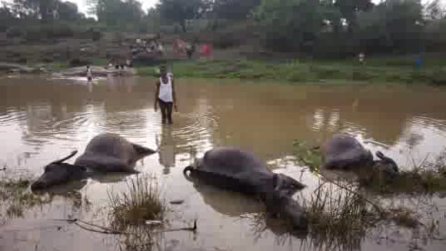 बन्धुआ कुरावा थानाक्षेत्र के नरचातरी गांव मे ठनका गिरने से तीन भैंस की मौत हो गई है