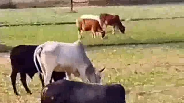 गोपालपुर विधानसभा क्षेत्रों में आवारा पशुओं के आतंक से लोग परेशान, शासन प्रशासन के जिम्मेदार बने मूकदर्शक