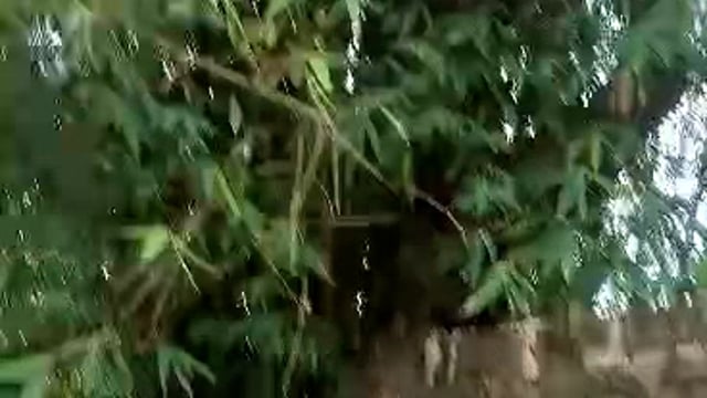 कुंडा तहसील के गयासपुर में बिजली का तार बांस की कोठ में करंट आने से राजस्व विभाग को किया गया सूचित नहीं हट रहा,