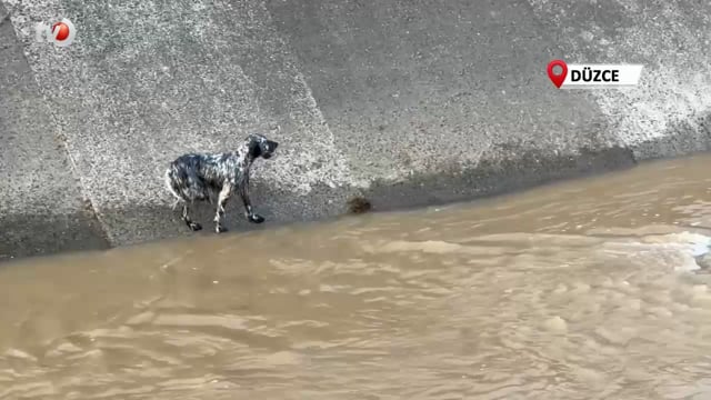 Serinlemek İçin Suya Giren Köpek İçin İtfaiye Seferber Oldu