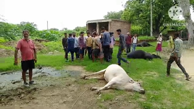 कानपुर देहात -भोगनीपुर के हासेमऊ गांव में बिजली का तार टूट जाने से 5 गोवंशो की हुई मौत।