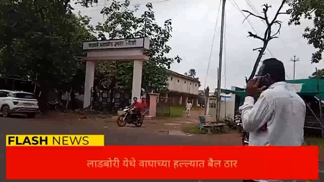 सिंदेवाही तालुक्यातील लाडबोरी येथे वाघाच्या हल्ल्यात बैल ठार. 