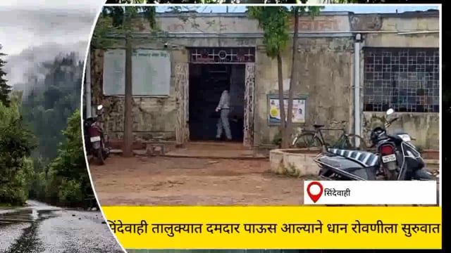 सिंदेवाही तालुक्यात दमदार पाऊस पडल्याने शेतकऱ्यांनी रोवणीला सुरुवात केली. 