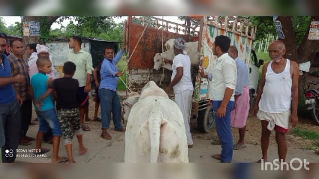 गोंडा बलरामपुर राष्ट्रीय राजमार्ग पर घूम रहे आवारा गोवंशो को  पंचायत विभाग की मदद से गौशाले में किया गया संरक्षित