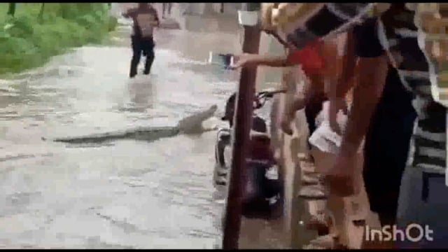 यमुना बाढ़ के पानी में आए जहरीले जीव जंतु रिहायशी इलाके में घुसा मगरमच्छ मची अफरा-तफरी