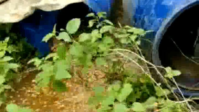 सिरदला थाना में शराब निर्माण करने के आरोप में 8 लोगों के खिलाफ दर्ज की गई प्राथमिकी