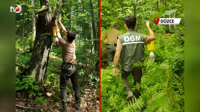 Düzce’de GAL Arısıyla Mücadelede Yeni Yöntem