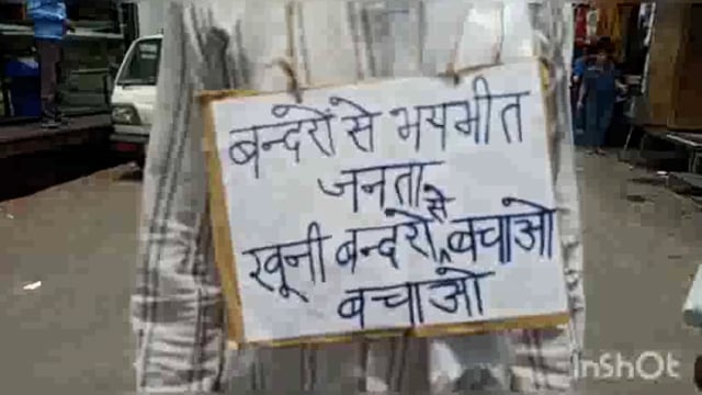 मथुरा के होली गेट चौराहे पर बंदरों के आतंक को लेकर किया लोगों ने प्रदर्शन पकड़वाये जाने की की मांग