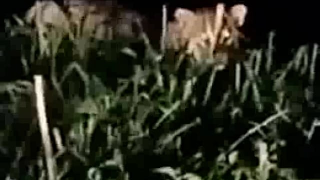 कुंडा वन क्षेत्र बाघराय शारदा सहायक नहर के किनारे झाड़ियों मे दिखा तेंदुआ, रात्रि में खेत की सिंचाई कर रहे किसानो ने देखा
रेंजर तेंदुआ की तलाश में झाड़ियों को खंगाल रहे