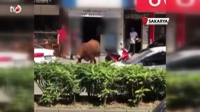 Sıcaktan Bunalan Tosun Klimalı Dükkâna Girerek Serinledi