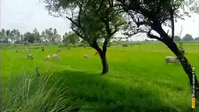 ब्लाक रामपुर संग्रामगढ़ के बीडीओ, एडीओ ने छुट्टा जानवरों को किसानों का खेत चरने के लिए छोड़ा! किसानों ने छुट्टा जानवर पकड़कर रखने की लगाई गुहार