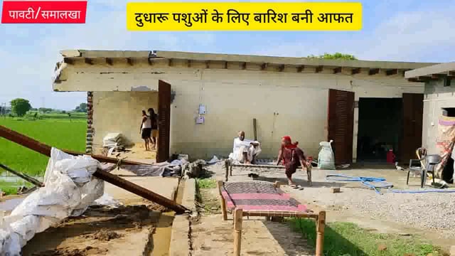 दुधारू पशुओं के लिए बारिश बनी आफत