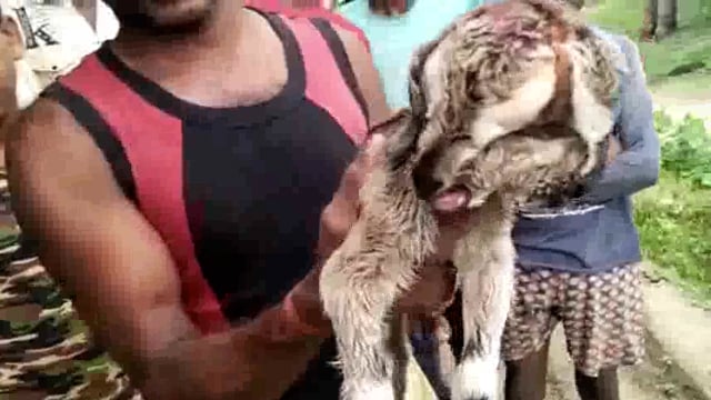 घेजना गांव में बकरी ने दिया अद्भुत बच्चे को जन्म, लोगों की उमड़ी भीड़