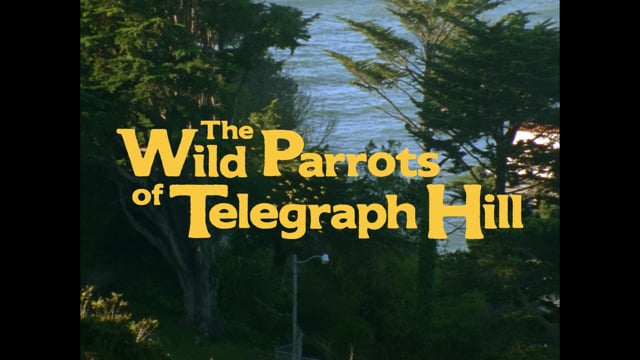 NEW WILD PARROTS TRAILER (2023)
