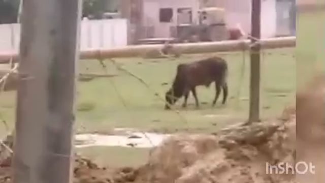 गौशाले के रक्षक ही बने भक्षक, गौशाला में गोवंश मर रहे भूखो उनके आहार को केयरटेकर कर रहा बिक्री