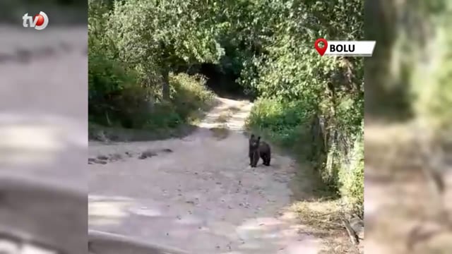 Bolu’da Bahçesine Ayı Giren Köylülerin Güldüren Diyaloğu