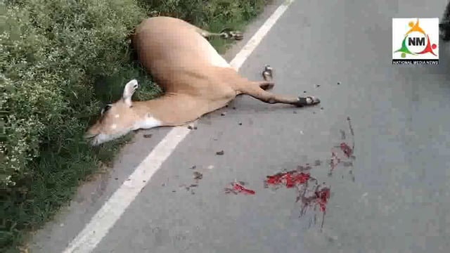 अज्ञात वाहन की टक्कर से भूतिया के समीप पहाड़ी की हुई दर्दनाक मौत।