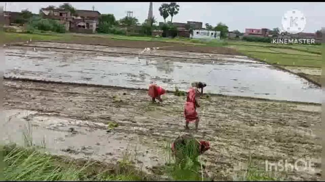 सूरजगढ़ा क्षेत्र में वर्षा के अभाव में धान की रोपाई देर से वर्षा नहीं होने के कारण किसान मायूस