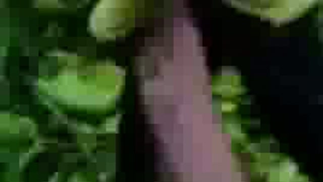 परसा बुजुर्ग में पशु चर भूमि पर लगे 27 पेड़ो को ग्राम प्रधान ने बिना किसी अनुमति के कटवाया वीडियो वायरल SDM ने गाड़ी किया