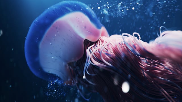 Oceani