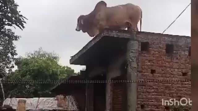 छत पर चढ़ा सांड लोगों के कौतूहल का बना विषय जानकारी मिलने पर मौके पर पहुंची पुलिस देखने को उमड़ी भीड़